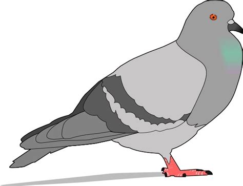 Pigeon clip art Free vector in Open office drawing svg ( .svg ) vector illustration graphic art ...
