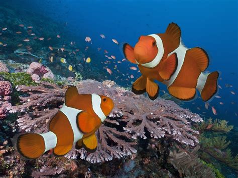 sea, fish, yellow, underwater, coral, coral reef, aquarium, clownfish, sea anemones, biology ...