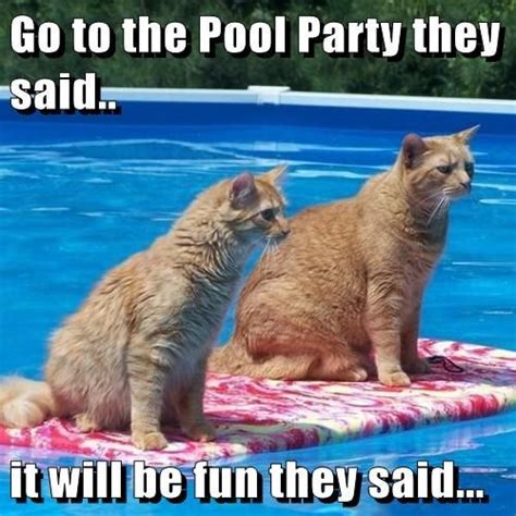 Go to the Pool Party they said.. it will be fun they said... | Cats, Cute cats, Cat day