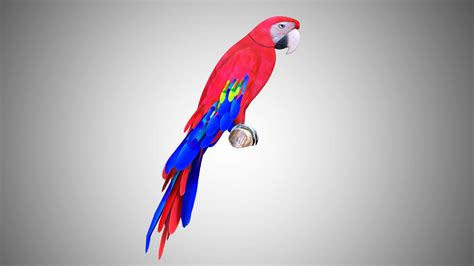 Red Green Parrot 3d model Rigged and Low Poly - Team 3d Yard