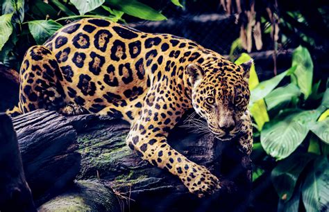 Brazilian jaguars have an unexpected diet and social life - Earth.com