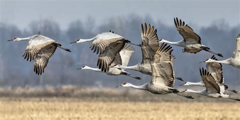 The Annual Migrations of Birds