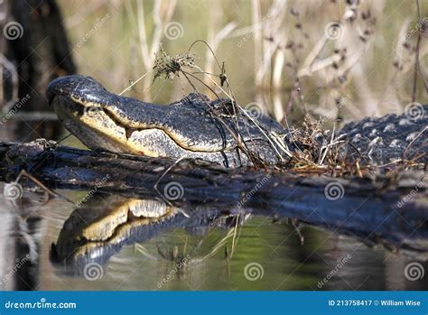 Large American Alligator Teeth Stock Image - Image of alligator, eyes ...