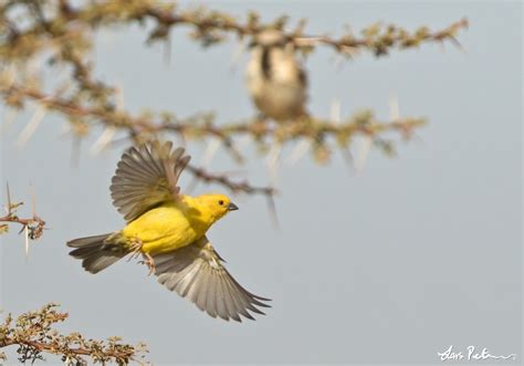 Sudan Golden Sparrow | Western Sahara | Bird images from foreign trips | Gallery | My World of ...