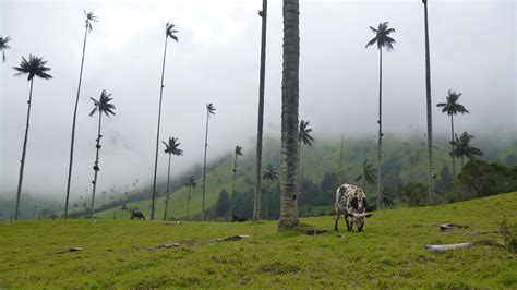 Salento and the Cocora Valley | Calazan.com