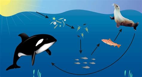 Cadena trófica marina: qué es, características, niveles e importancia ...
