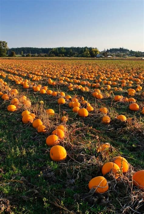 Pumpkin Patch Near Me - 50 Best Pumpkin Farms in America