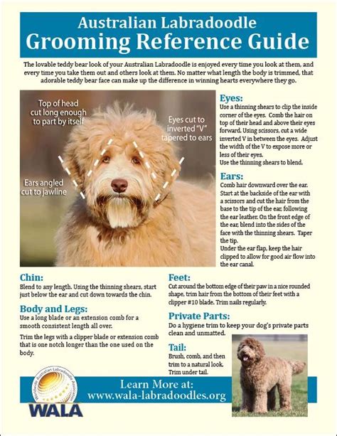 Australian Labradoodle Grooming Guide | Grooming Care | Labradoodle grooming, Australian ...