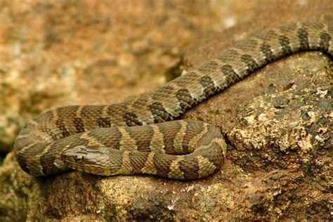 Water Snakes in New York - (Here's the One Species) - Reptile Jam