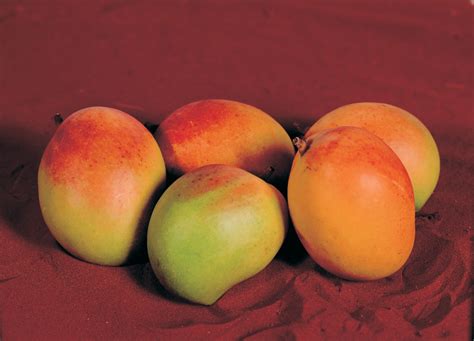 Growing mangoes in cooler areas of Western Australia | Agriculture and Food