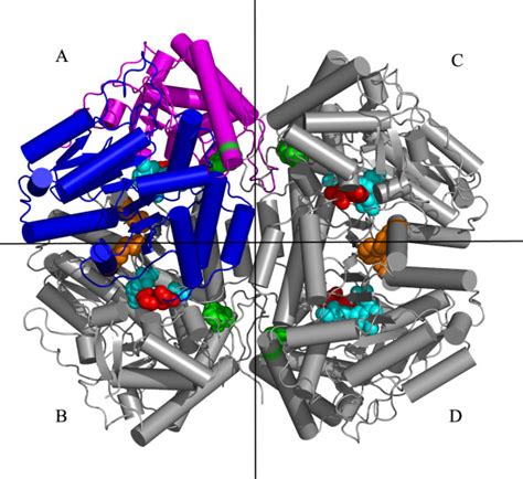 The crystal structure of tetrameric form Trpase of E. coli created by ...