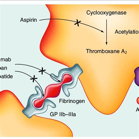 Abciximab, tirofiban and eptifibatide. | Download Scientific Diagram