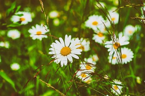 Premium Photo | Wild camomile flowers