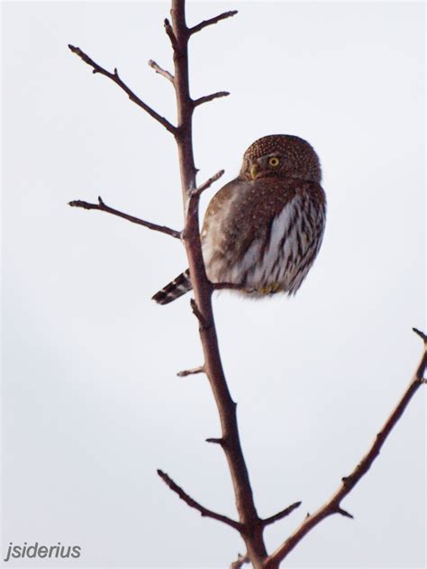 Pygmy Owl | siderius blog