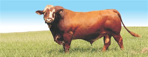 SA Braford – South African Braford Cattle Breeders Society