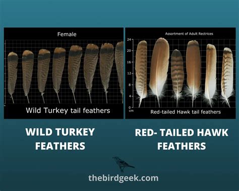 How To Identify Turkey Feathers - Best Guide With Tips, Tricks, and ...