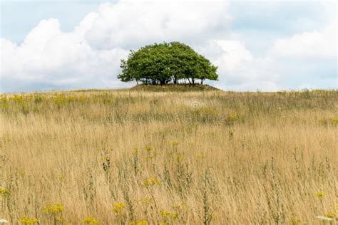 Grassland, Ecosystem, Prairie, Vegetation Picture. Image: 116611537