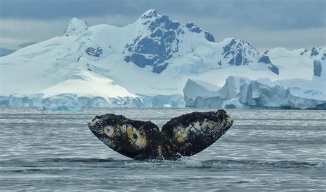 CBC.ca | The Homestretch | Whales in Antarctica