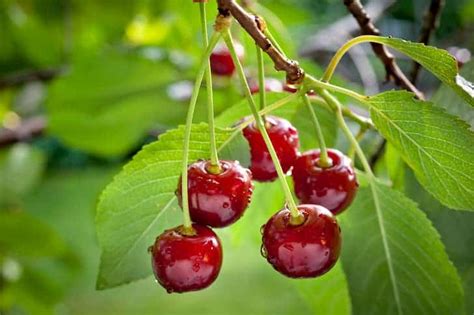 13 Most Common Types of Cherry Trees (With Pics) - Conserve Energy Future