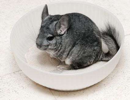 Caring for Chinchilla Teeth