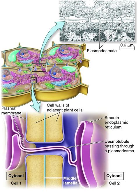 Structure of plasmodesmata - Biology Forums Gallery | Plasma membrane, Plant cell, Biology