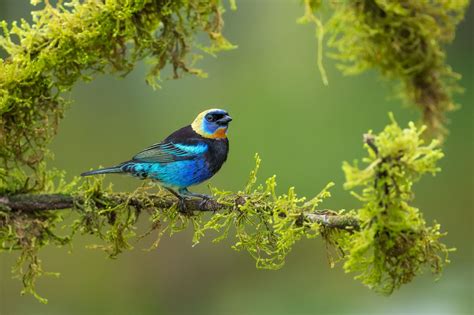 Golden-hooded Tanager - A male Golden-hooded Tanager perching on a perch in a private wildlife ...