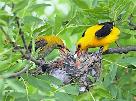 Golden Oriole Bird Facts (Oriolus oriolus) | Birdfact