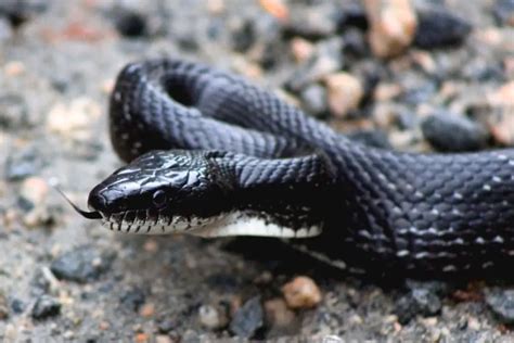 7 Types of King Snakes in Louisiana (With Pictures) - ReptileHow.com