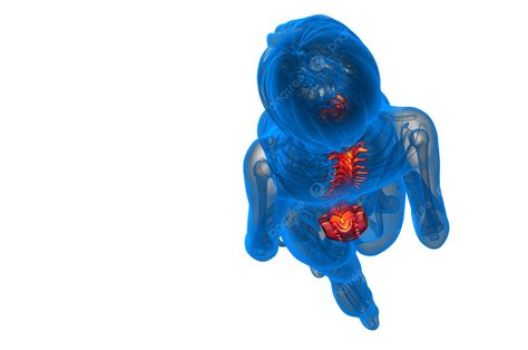 Human Spine Illustrated In 3d Medical Rendering Bones, Anatomy, Joint, Skeleton PNG Transparent ...
