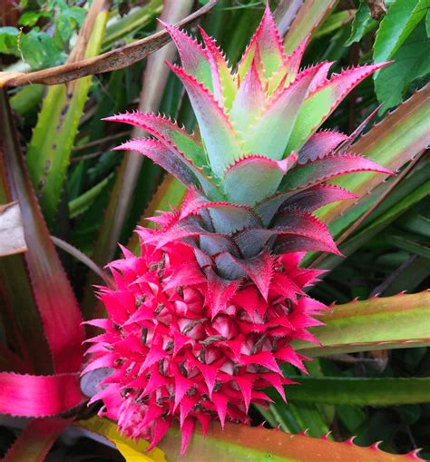 'Extra sweet' GE pink pineapples flower on Instagram - Genetic Literacy ...