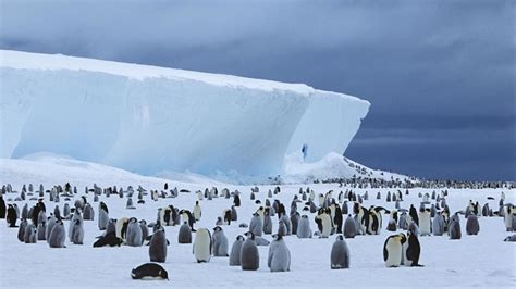 New penguin colonies in Antarctica spotted by satellites in space ...