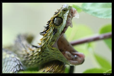 No viviendo en un mundo vivo: Atheris hispida