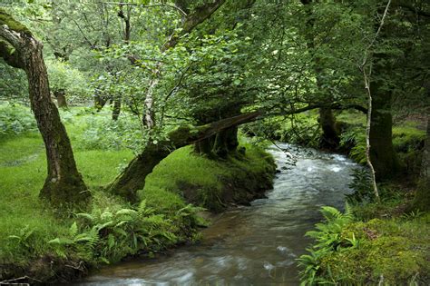 planting for river banks - Google Search | Bog garden, Plant life, Wetland