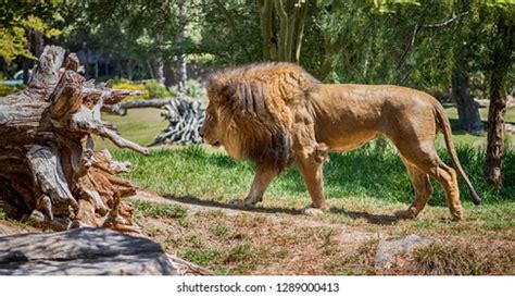 Majestic Lion King Jungle Stock Photo 1289000413 | Shutterstock