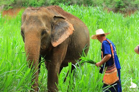 THE IMPORTANCE OF ELEPHANT CONSERVATION | Elephant Sanctuary Park in Chiang Mai (Thailand).