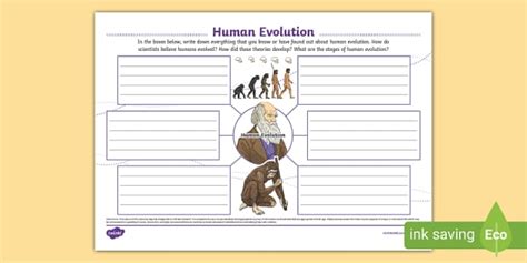 Human Evolution Mind Map (teacher made) - Twinkl