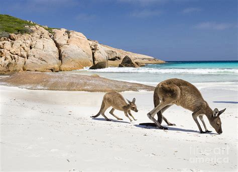 Kangaroos-thistle-cove-beach-esperance-australia Photograph by Denis Vasilyev