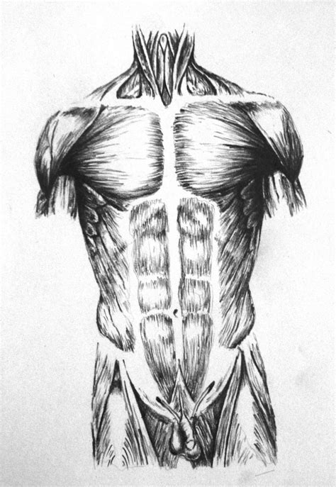 anatomical drawing by taylorweaved on DeviantArt