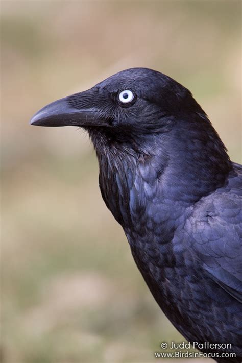 Birds in Focus - Australian Raven