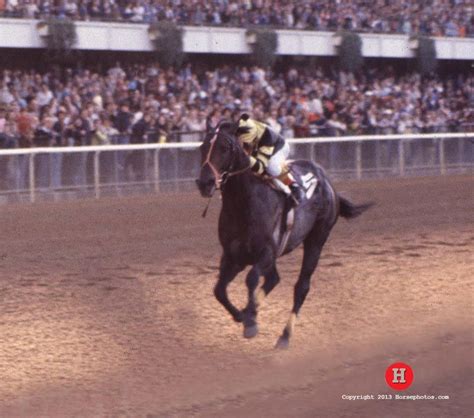 Seattle Slew: Deal of a Lifetime | Triple crown winners, Triple crown, Thoroughbred horse racing