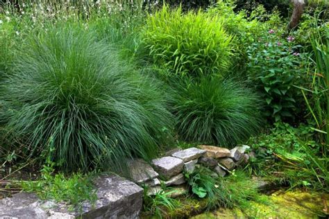 How to Care for Your Ornamental Grasses | Wild Bloom