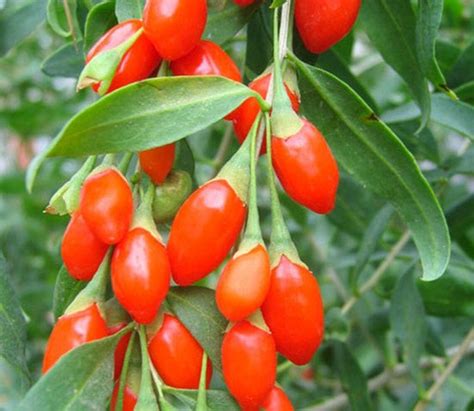 30 Seeds-super Big Goji Berry Seeds-m007-wolfberry-lycium - Etsy Canada