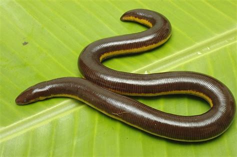 The caecilians in 2020 | Vertebrates