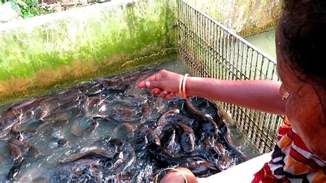 Amazing Big Indian Hybrid Magur Fish Farming Business in Tank || Feeding Big Catfish - YouTube