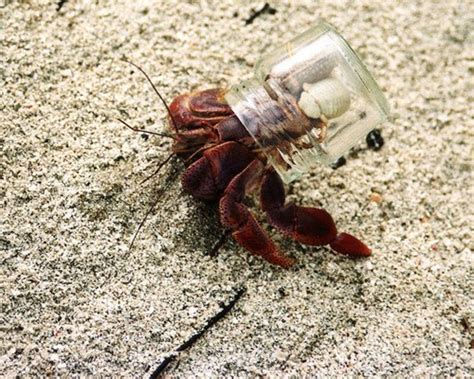 Choosing Hermit Crab Shells - PetHelpful