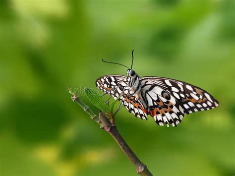 Lime Butterfly (Papilio Demoleus) Stock Image - Image of swallowtail, citrus: 27847963