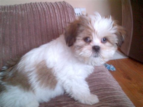 best images, photos and pictures ideas about lhasa apso puppies - oldest dog breeds | Puppy ...