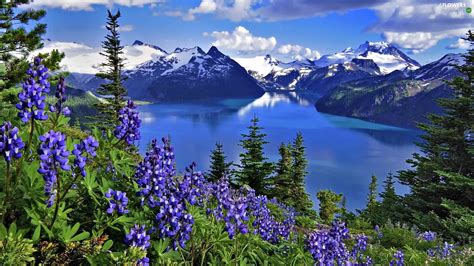 Mountains, Flowers, Lupin, lake - Flowers wallpapers: 1920x1080