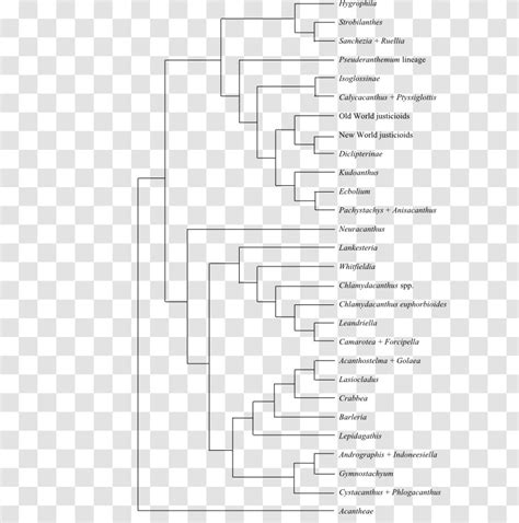 Phylogenetic Tree Phylogenetics Cladogram Fusarium Solani - Evolution - Synapomorphy Transparent PNG