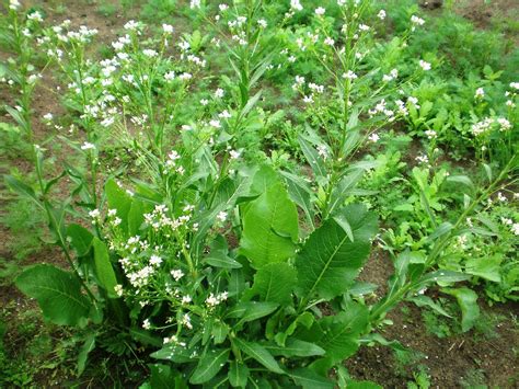 Horseradish, Powerful Flavor with a Wealth of Uses - Eat The Planet